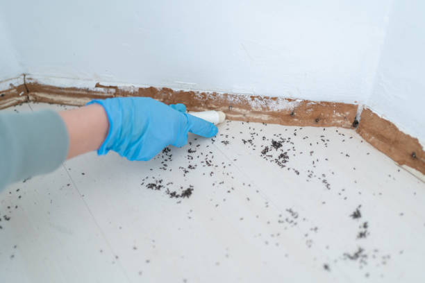 Best Termite Inspection and Treatment  in Avilla, IN